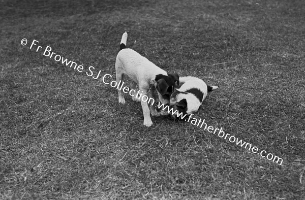 DOGS PLAYING